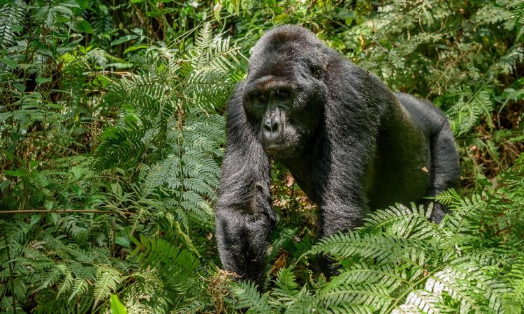 Gorilla-Habituation-in-Bwindi-Impenetrable-National-Park-750x450