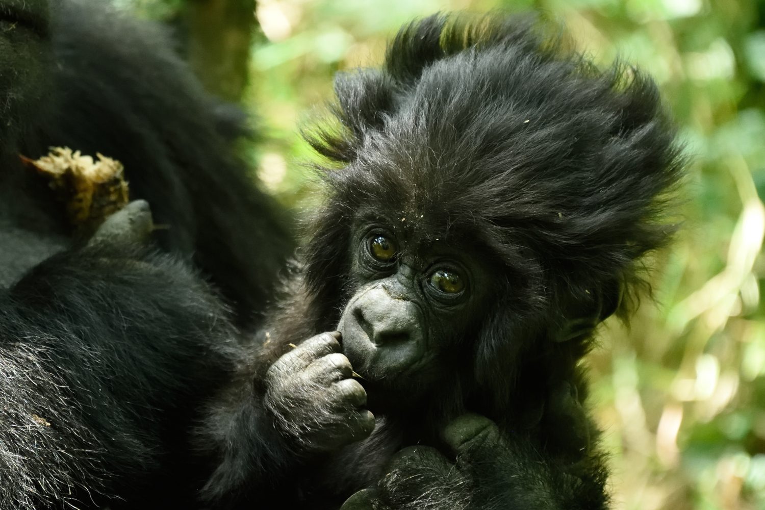 Visit-Rwanda-Kwita-Izina-Baby-Gorilla-2-1920x1280