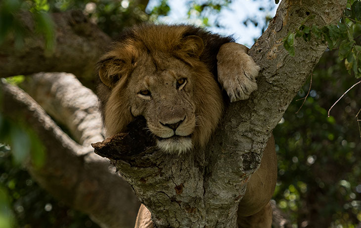 Tree-climbing-lion-in-queen