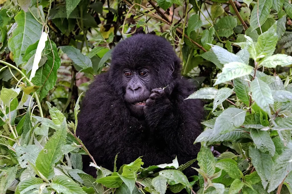 gorilla habituation experience in Uganda